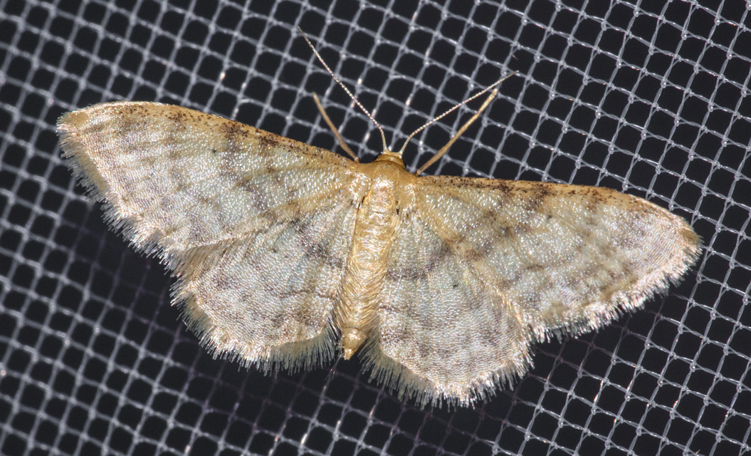 Idaea fuscovenosa - szürkeszélű apróaraszoló