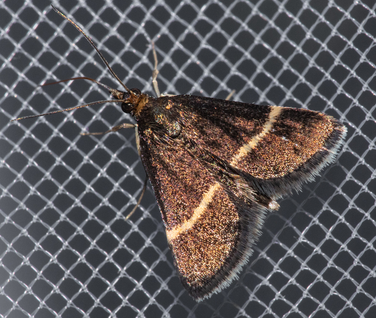 Pyrausta cingulata/rectefascialis