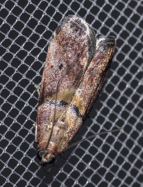 Acrobasis