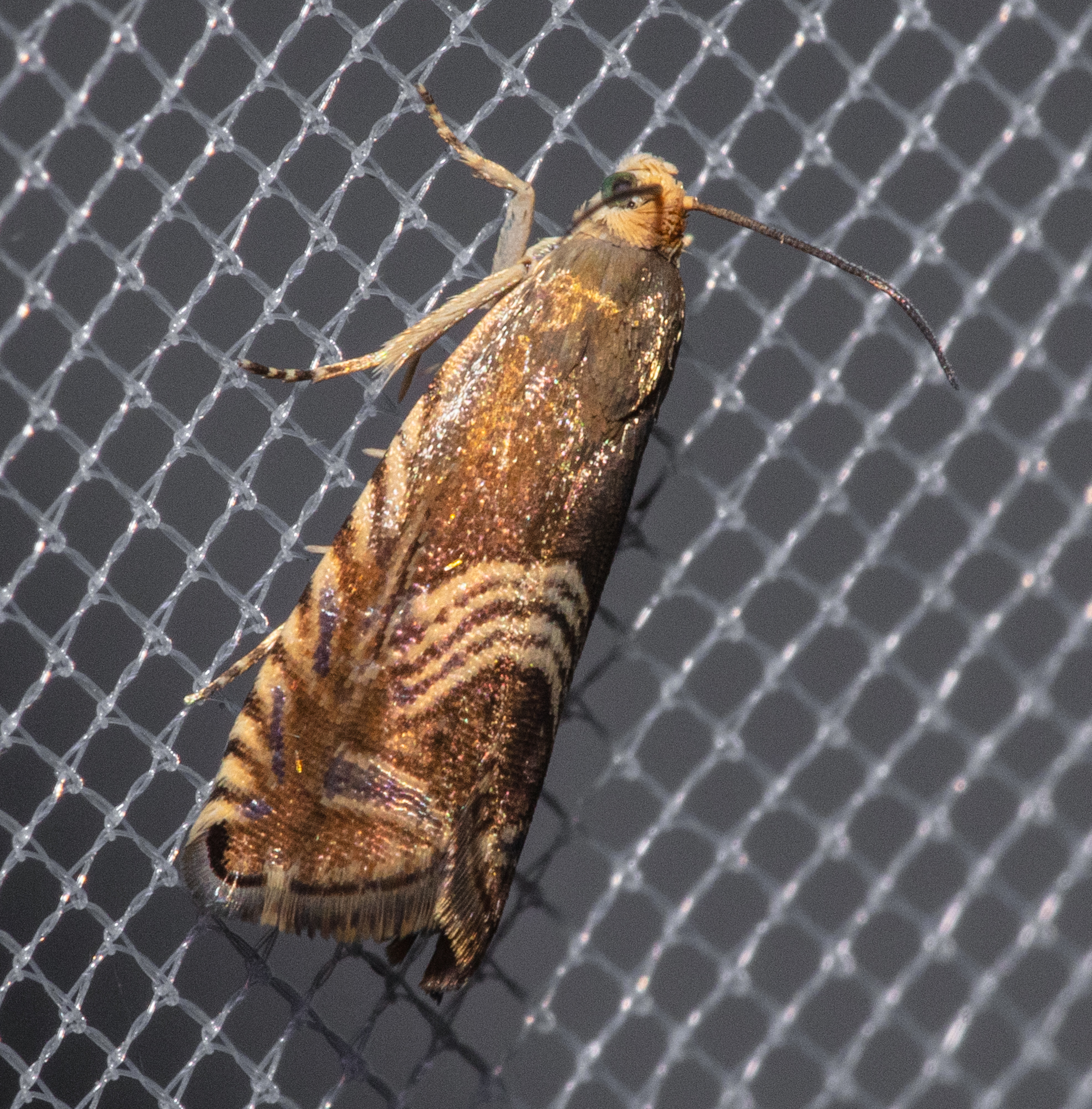 Grapholita delineana - kis kendermoly