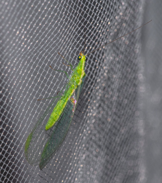 Chrysopidae - zöldfátyolkák