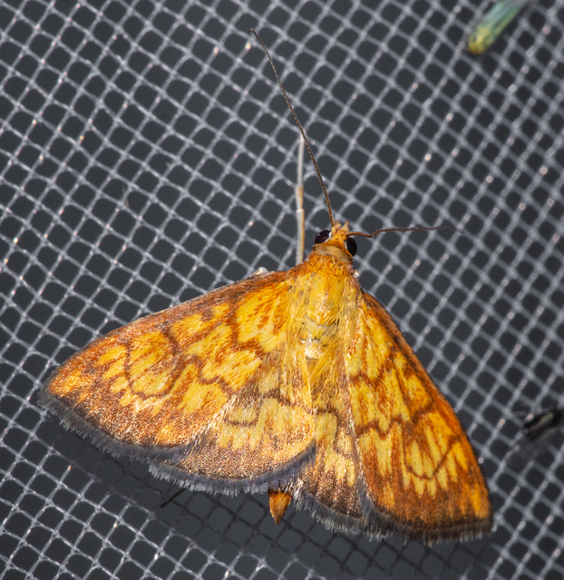 Ecpyrrhorrhoe rubiginalis - rozsdavörös tűzmoly