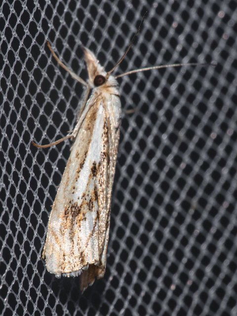 Catoptria falsella - hálós fűgyökérmoly