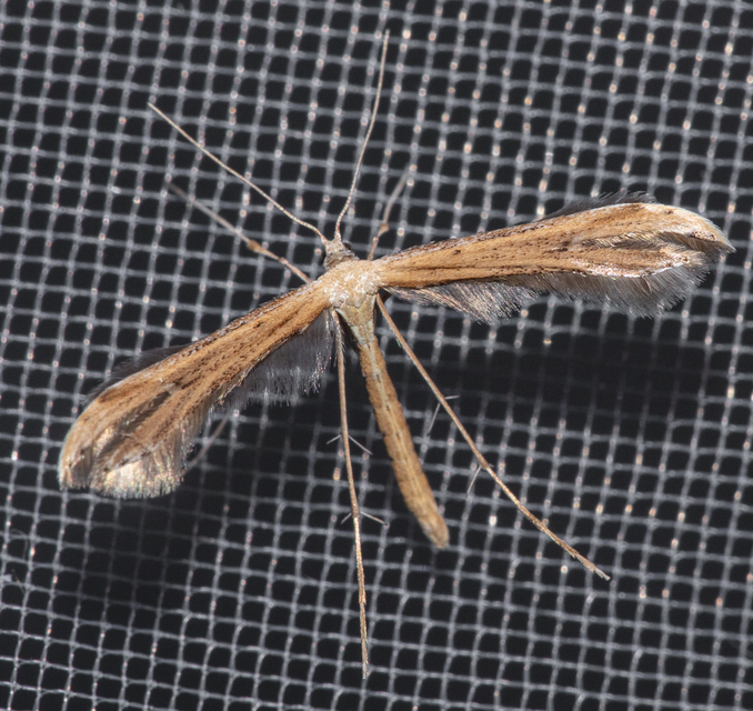 Pterophoridae - tollasmolyfélék