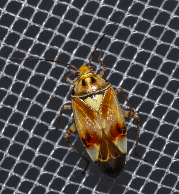 Lygus pratensis - változó mezeipoloska