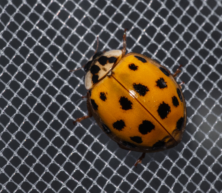 Harmonia axyridis - harlekinkatica