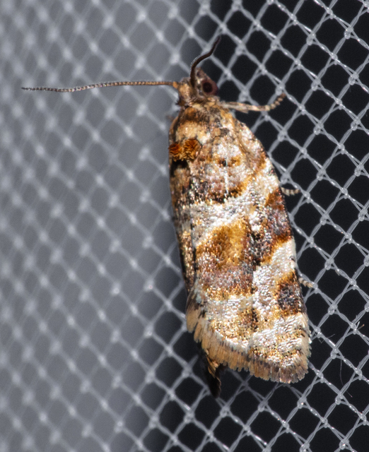 Argyrotaenia ljungiana - ékes sodrómoly