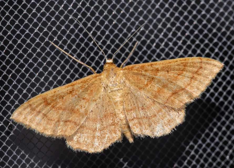 Idaea rufaria - vörhenyes sávosaraszoló