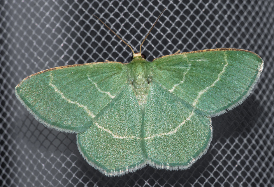 Chlorissa cloraria - sárgászöld araszoló