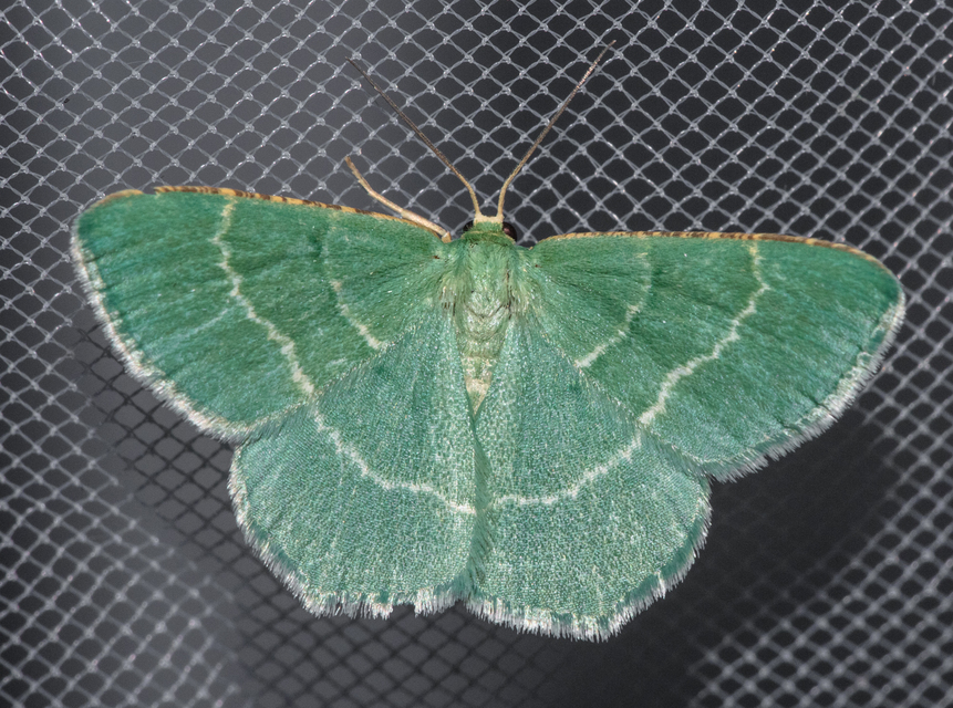 Chlorissa cloraria - sárgászöld araszoló
