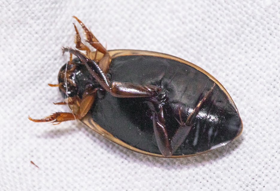 Rhantus suturalis - gyakori particsíkbogár