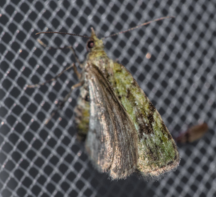 Chloroclystis v-ata - zöldes törpearaszoló
