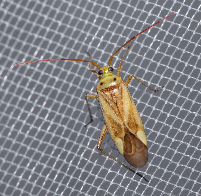 Adelphocoris lineolatus - lucernapoloska