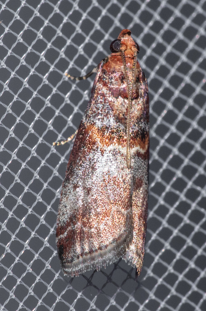 Acrobasis