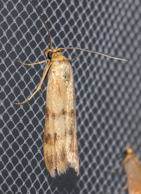 Homoeosoma sinuella - agyagsárga karcsúmoly