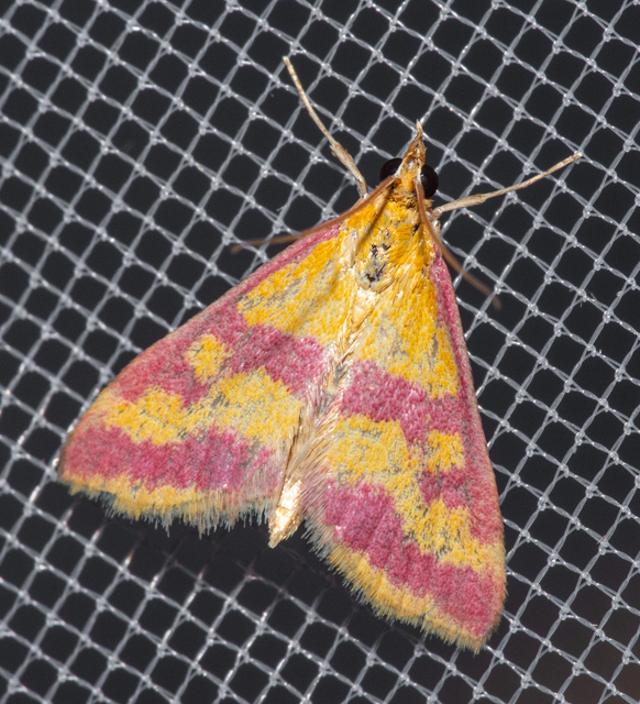 Pyrausta sanguinalis/virginalis