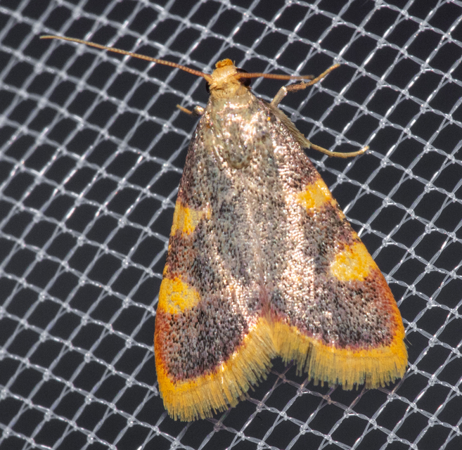Hypsopygia costalis - szénailonca