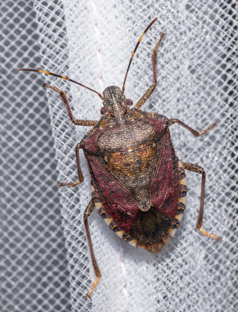 Halyomorpha halys - ázsiai márványospoloska