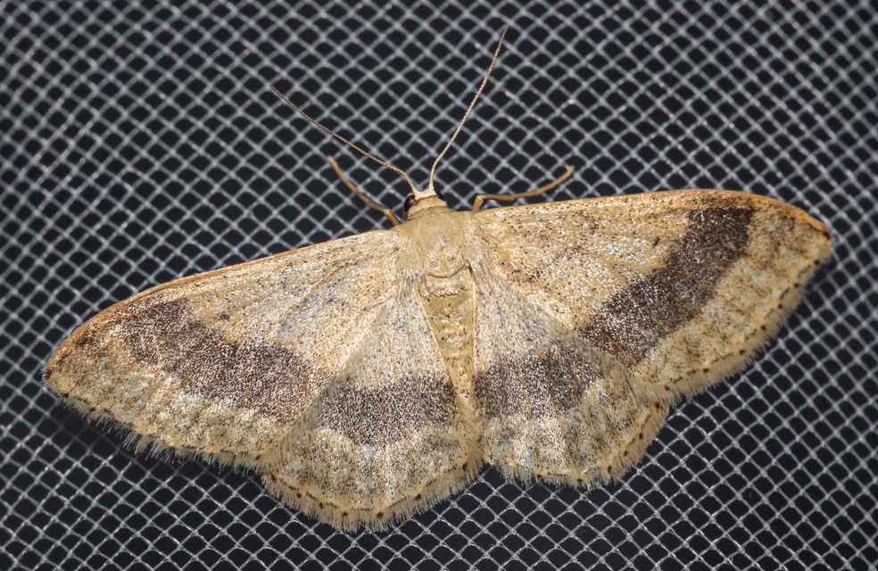 Idaea aversata - nagy sávosaraszoló