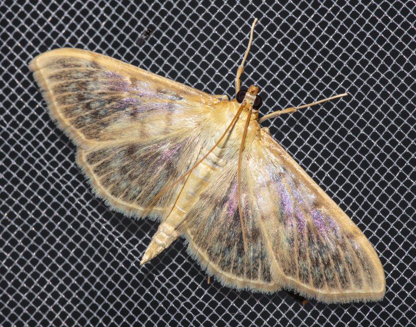 Patania ruralis - csalánevő tűzmoly