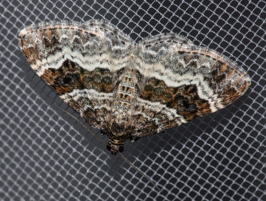 Epirrhoe alternata - galaj-tarkaaraszoló