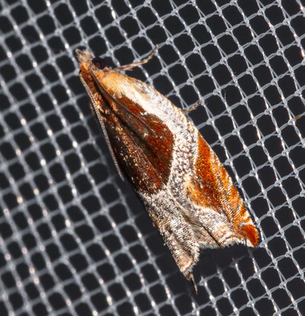 Ancylis unculana - szedersodró horgasmoly