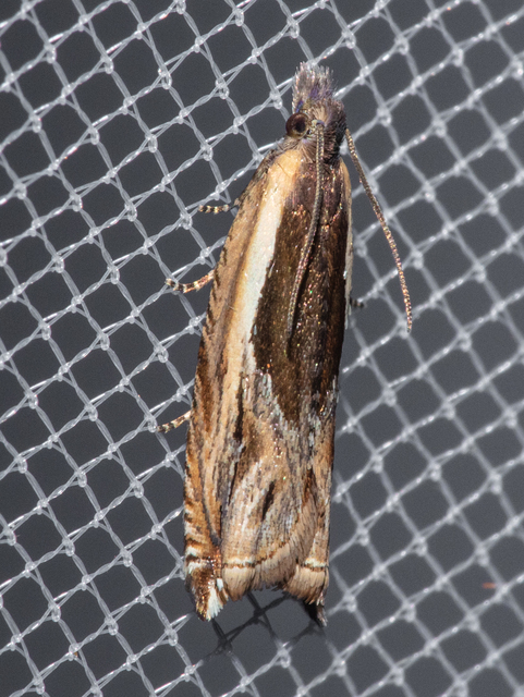 Ancylis apicella - bengesodró horgasmoly