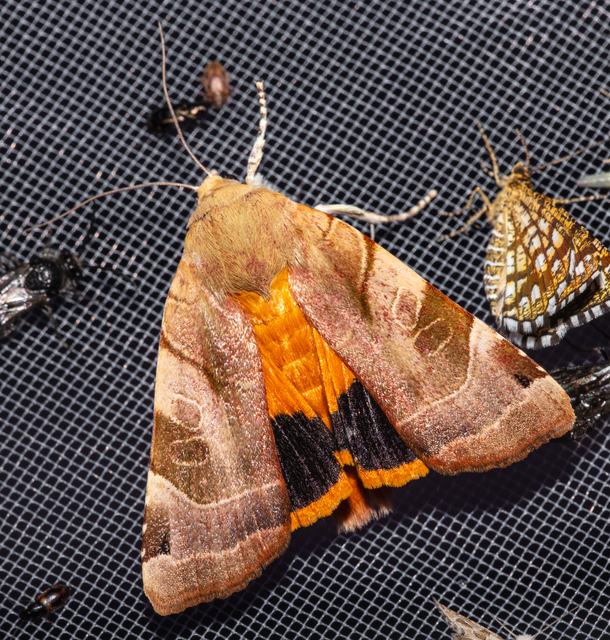 Noctua fimbriata - szélessávú sárgafűbagoly