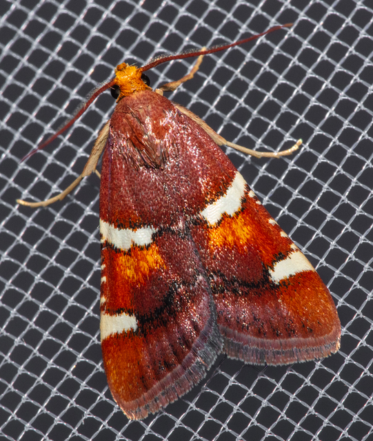Pyralis regalis - pompás fényilonca
