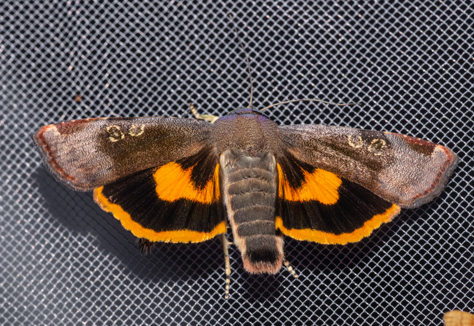 Noctua janthe - lappangó sárgafűbagoly