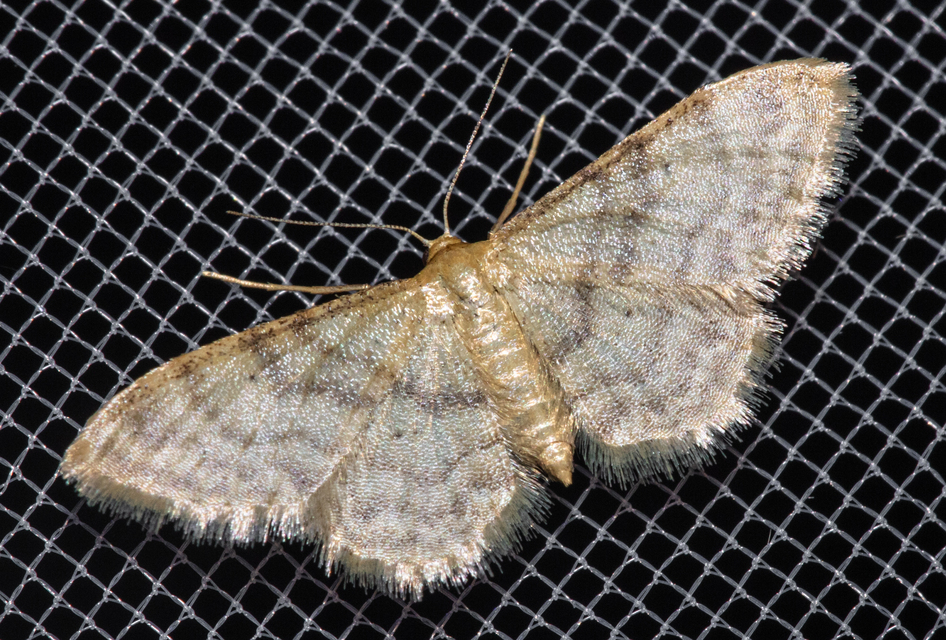 Idaea fuscovenosa - szürkeszélű apróaraszoló