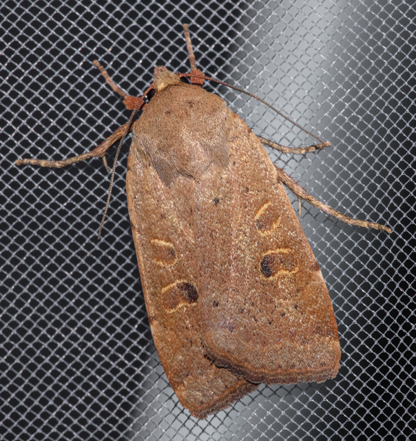 Noctua comes - kis sárgafűbagoly