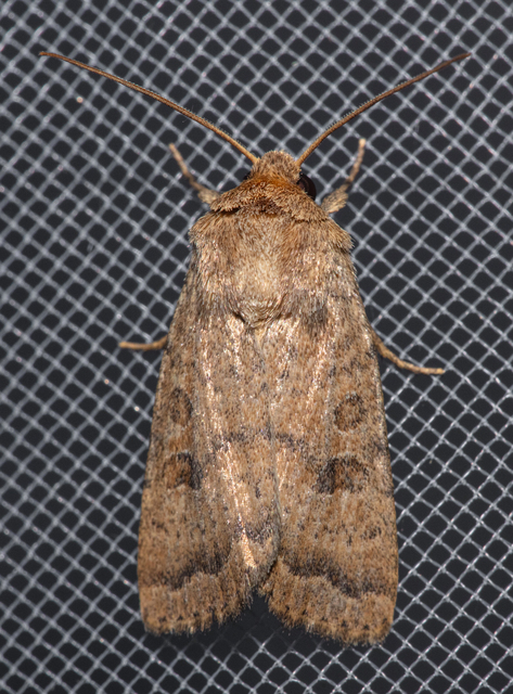 Hoplodrina octogenaria - barna selymesbagoly