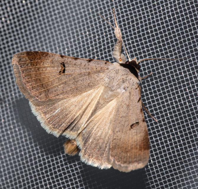 Lygephila craccae - gyakori csüdfűbagoly