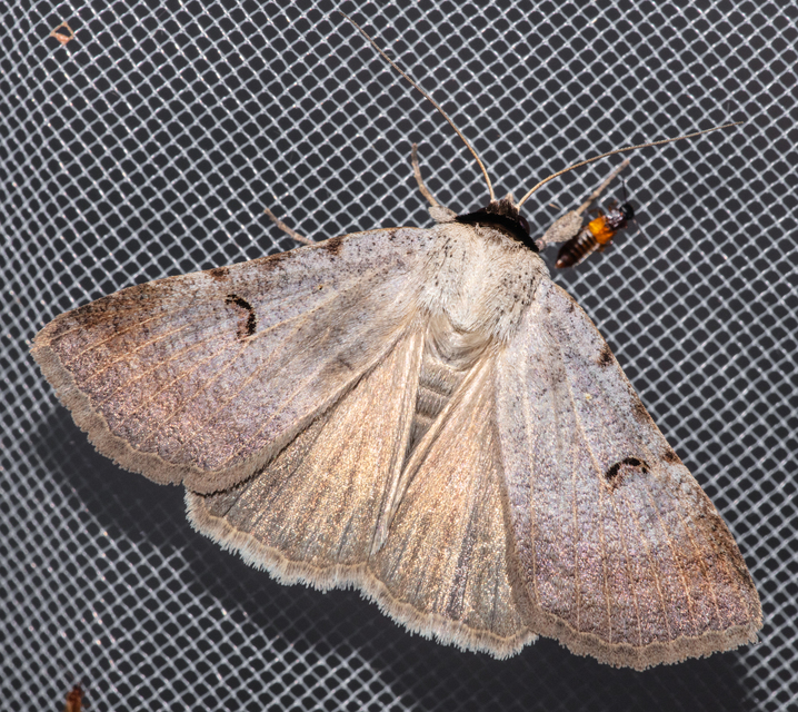 Lygephila craccae - gyakori csüdfűbagoly