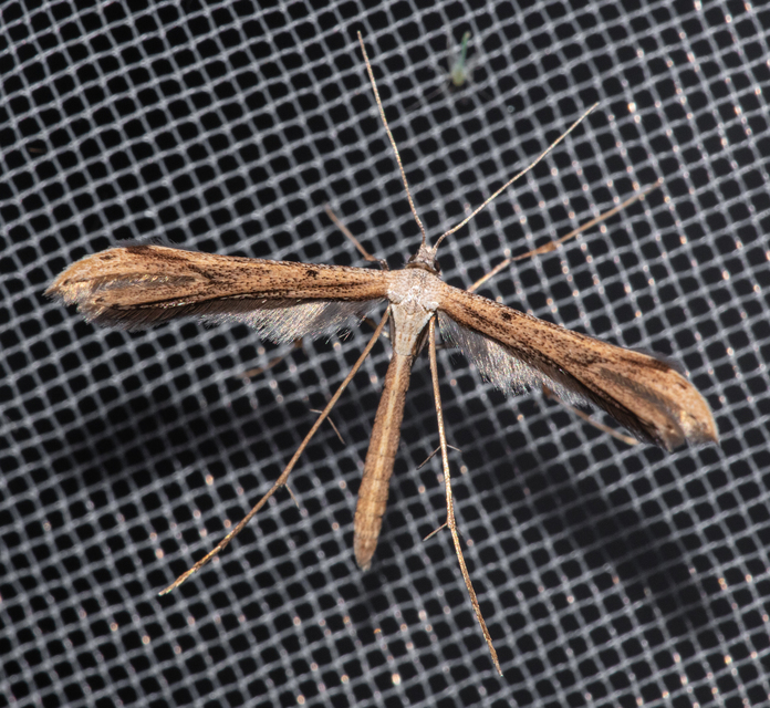 Pterophoridae - tollasmolyfélék