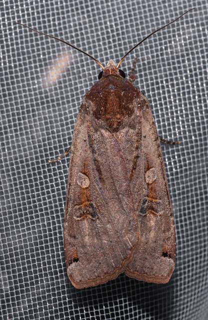 Noctua pronuba - nagy sárgafűbagoly