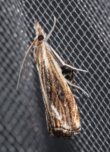 Catoptria verellus - kormos fűgyökérmoly