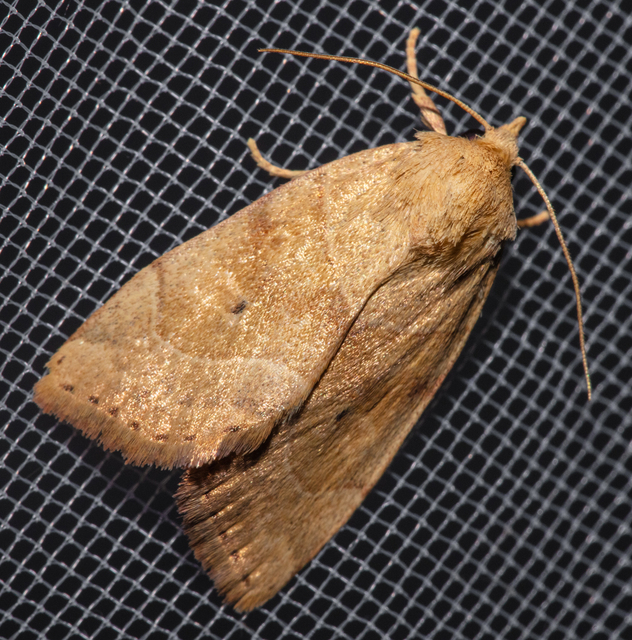 Cosmia trapezina - közönséges lombbagoly