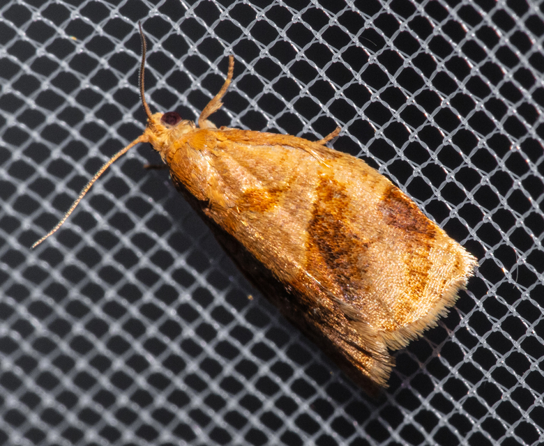 Archips rosana - rózsailonca