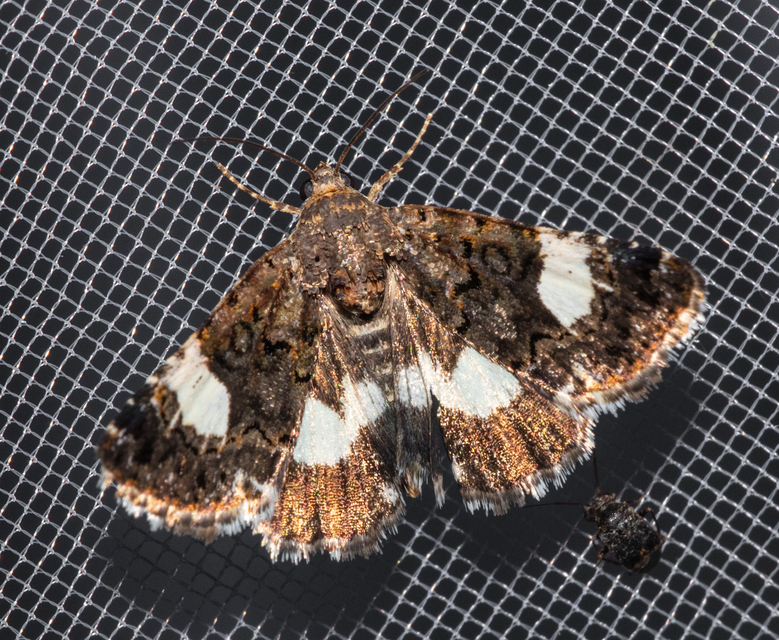 Tyta luctuosa - fekete nappalibagoly