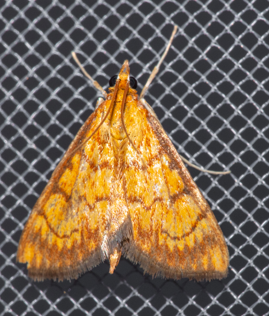 Ecpyrrhorrhoe rubiginalis - rozsdavörös tűzmoly