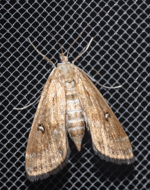 Parapoynx stratiotata - közönséges vízimoly