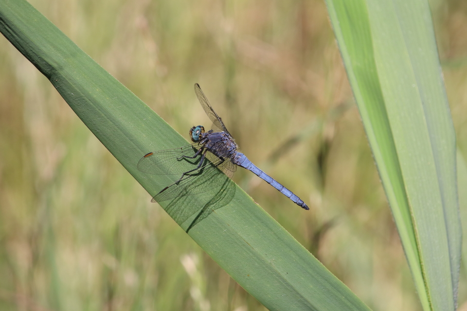 Orthetrum coerulescens - karcsú pásztorszitakötő