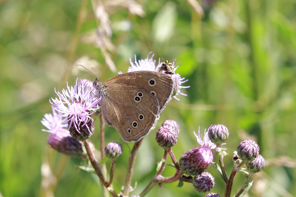 Aphantopus hyperanthus - közönséges ökörszemlepke