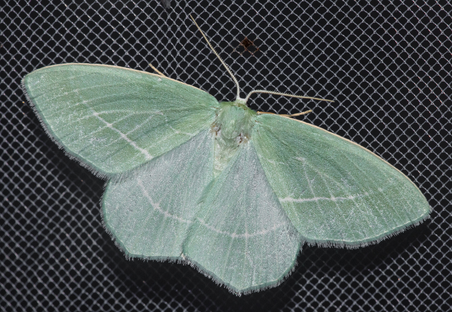 Hemistola chrysoprasaria - kékes zöldaraszoló