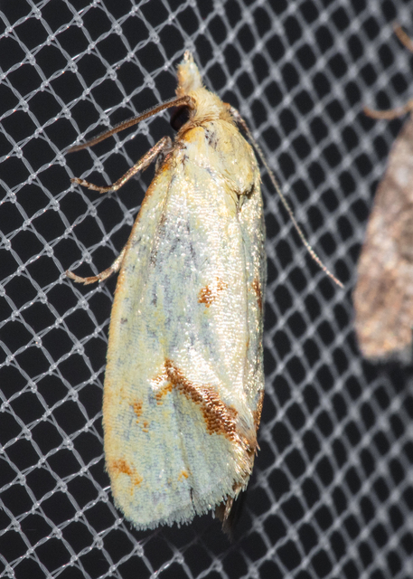 Agapeta hamana - közönséges sárgamoly