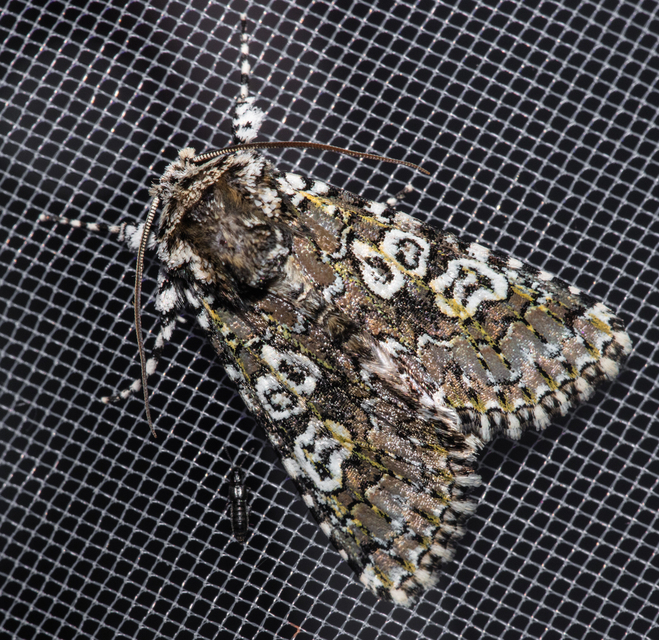 Lamprosticta culta - hármasfoltú bagoly