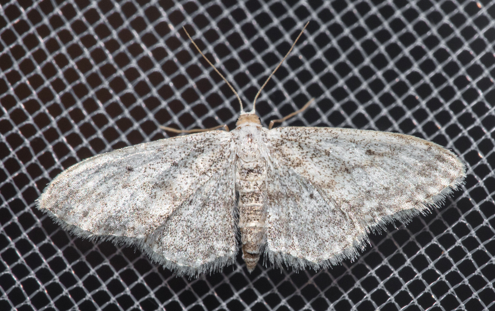 Idaea seriata - szürke apróaraszoló