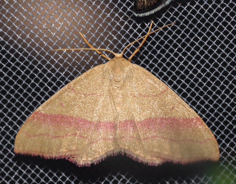Rhodostrophia vibicaria - pirosszélű araszoló
